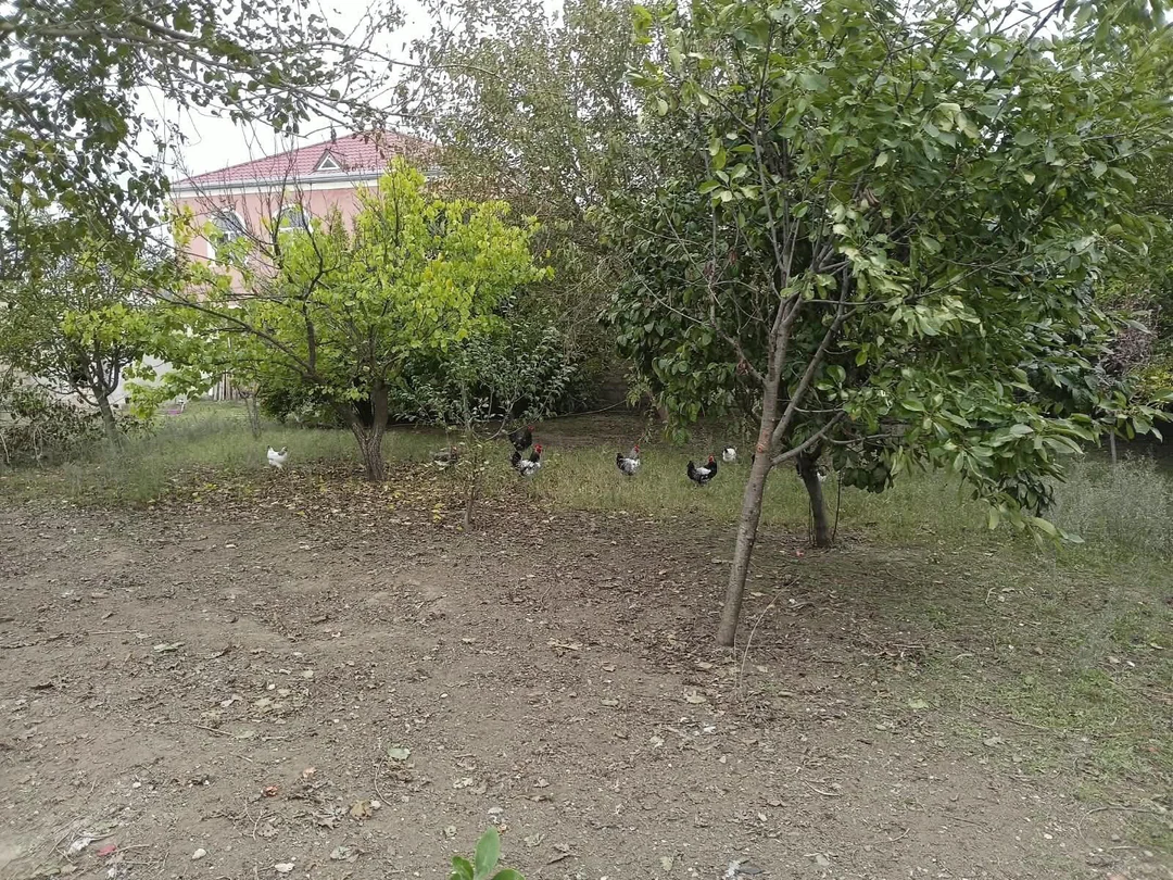 Satış: 7 sot torpaq sahəsi, Sabunçu, Bakı. Foto 1
